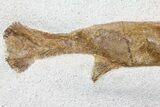 Lower Turonian Fossil Fish - Goulmima, Morocco #76410-3